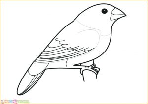 Sketsa Hewan Burung Imut